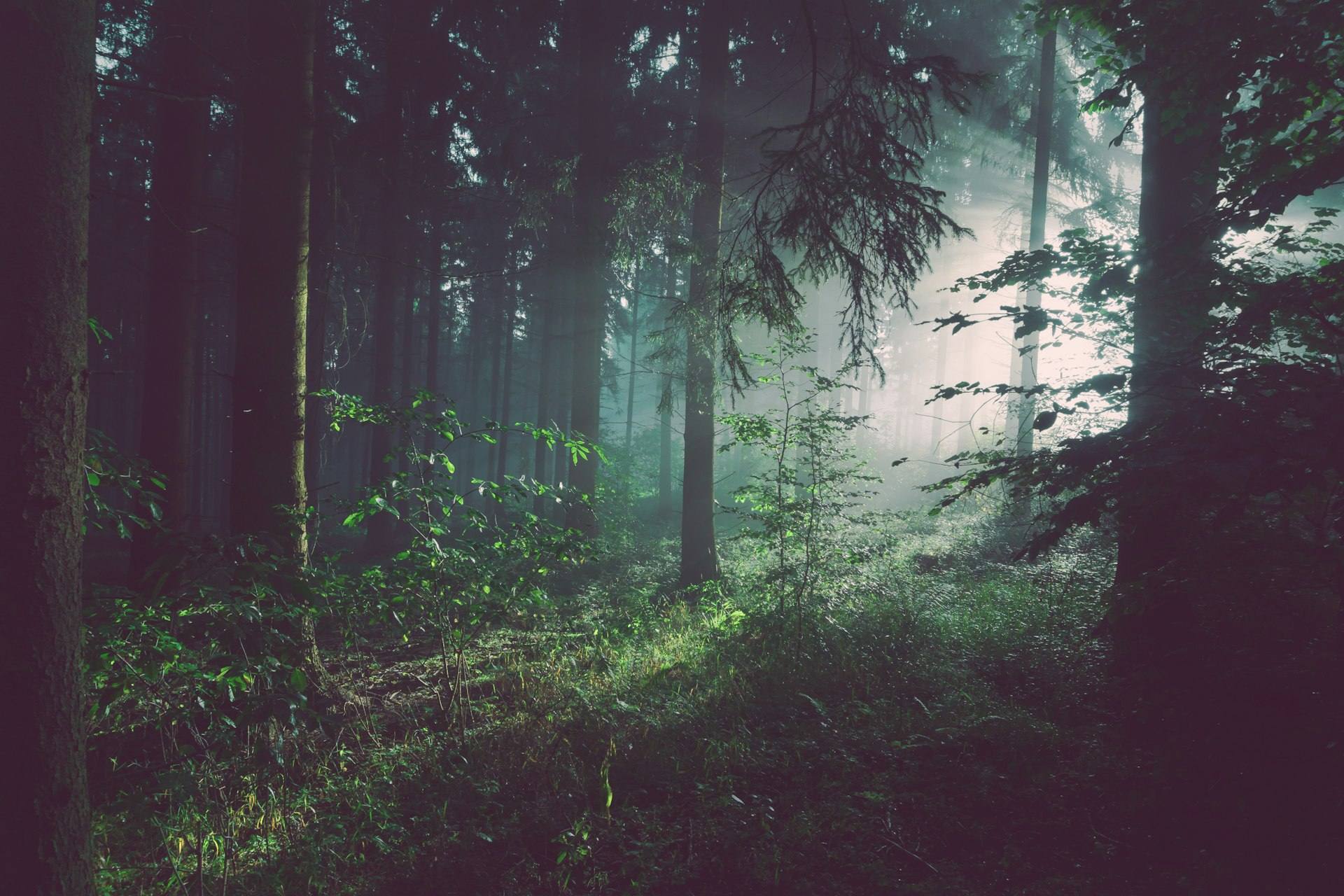 Dense forest canopy, Terra Humana