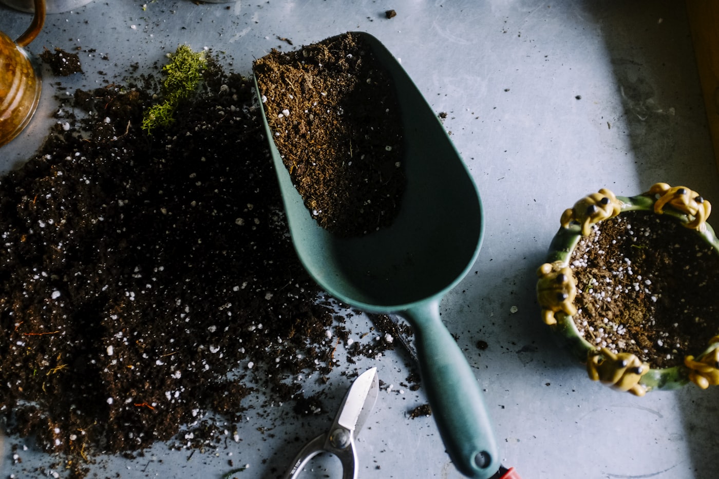 Young seedlings growing in soil, submit your project to Terra Humana